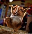 Ninja Gerbil - I wonder?